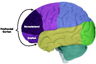 Eggetsberger-Info, Blogger, Blog: Autisten haben zu viel Gehirn!